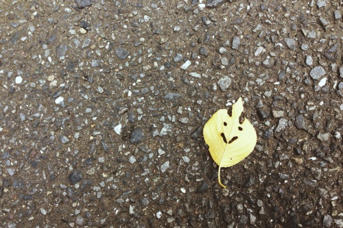 Hey there, little happy leaf
